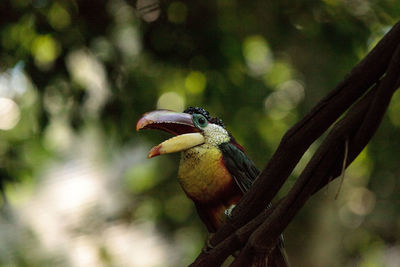 Close-up of bird perching on tree