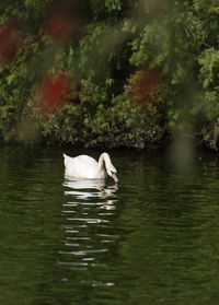 Birds in calm lake