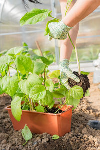 Fresh organic eggplant aubergine.the cultivation of eggplant in the greenhouse.