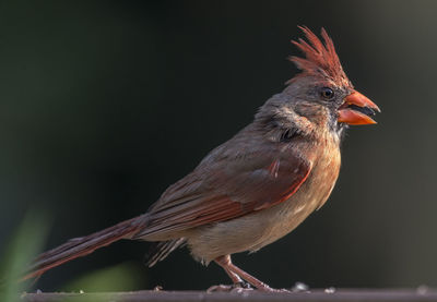 Close-up of bird perching