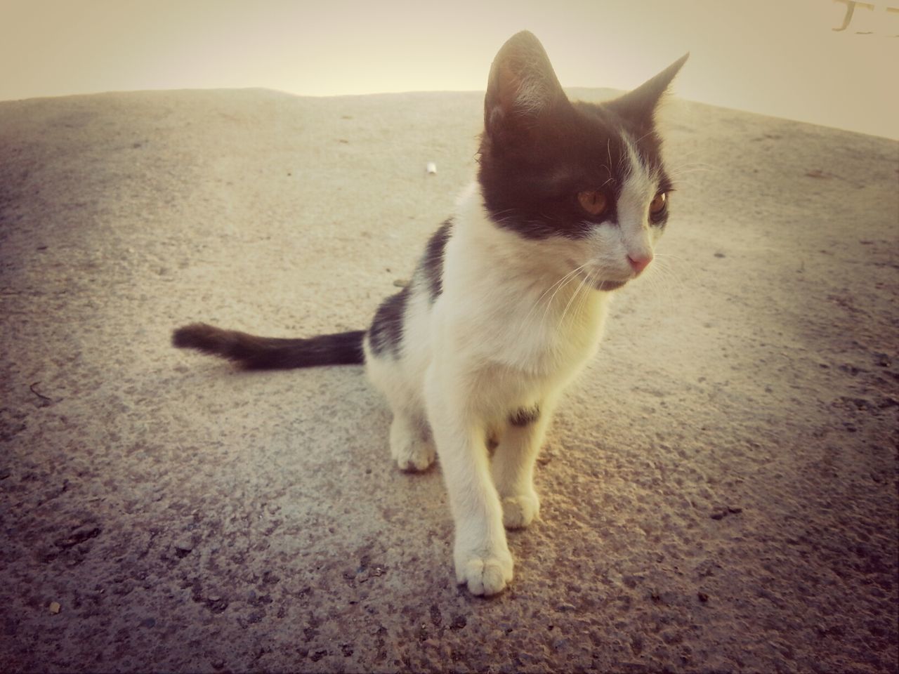 animal themes, one animal, domestic animals, pets, mammal, full length, dog, looking away, portrait, sitting, domestic cat, standing, day, outdoors, walking, street, no people, front view, sunlight