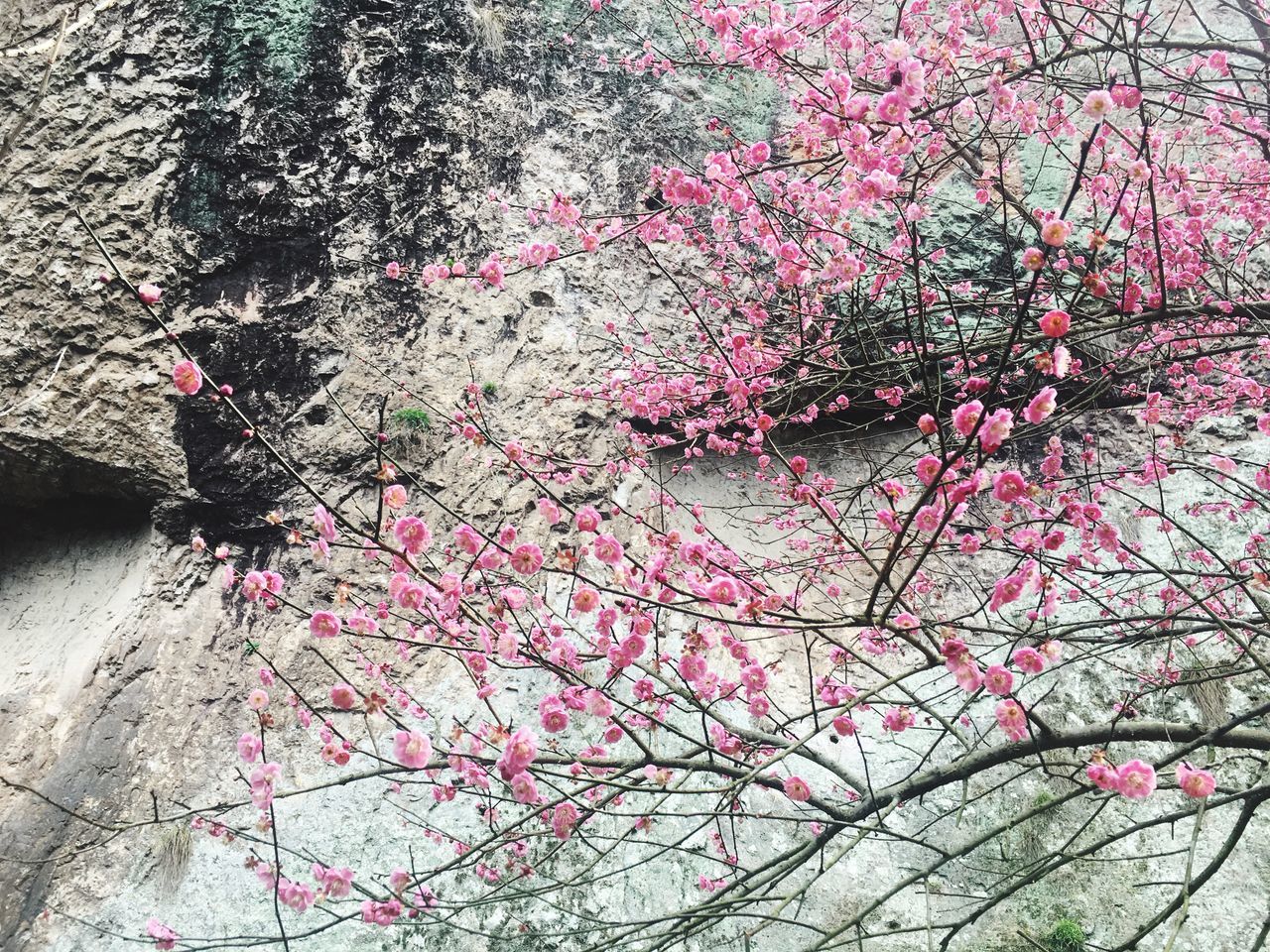 no people, close-up, outdoors, tree, pink color, day, nature, sky