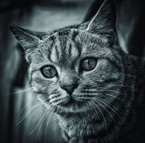 Close-up portrait of cat