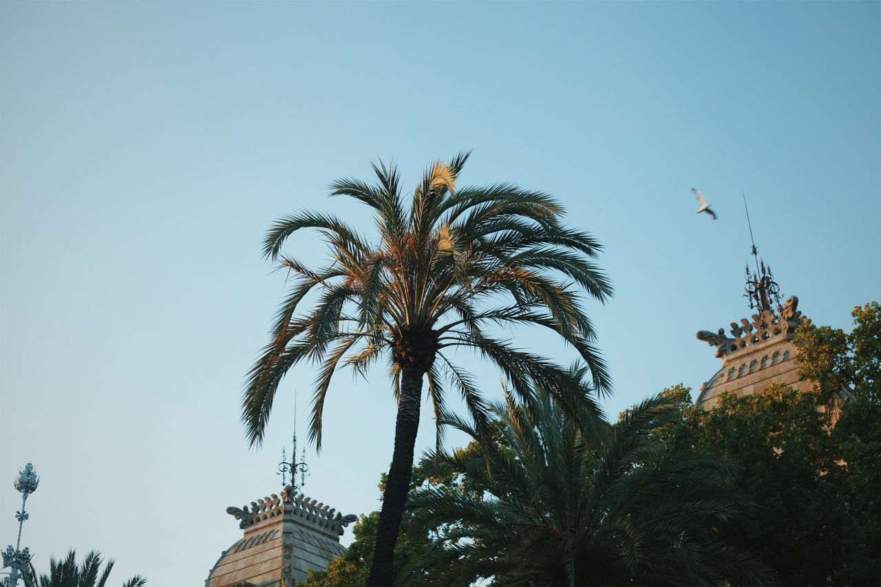 LOW ANGLE VIEW OF COCONUT PALM TREES AGAINST SKY