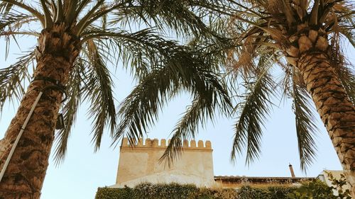 Low angle view of palm trees against sky