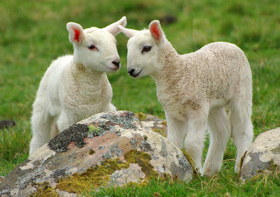 Close-up of lambs on field