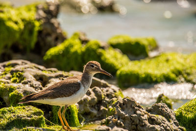 Bird perching on rock