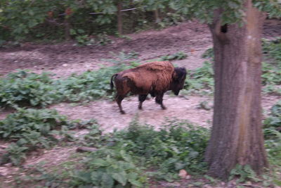 Dog in forest