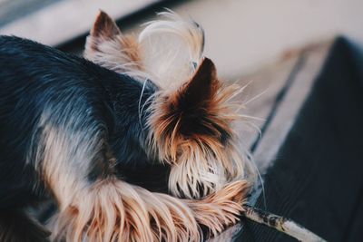 Close-up of dog with stick