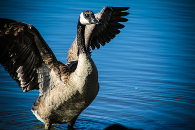 Close-up of canada goose on lake