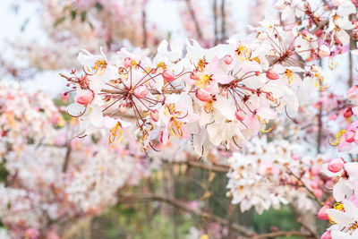 Close-up of pink cherry blossoms in spring