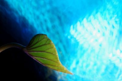 Close-up of leaf floating on swimming pool