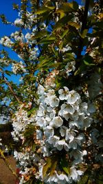 Low angle view of white flowering tree