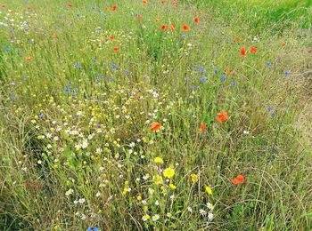 Red flowers blooming in field