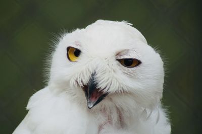 Close-up portrait of white owl