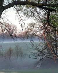 Bare trees in lake during foggy weather