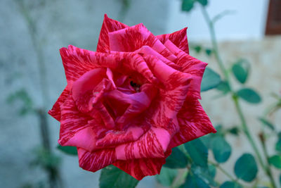 Close-up of pink rose