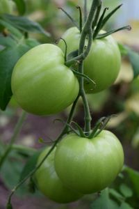 Close-up of apples