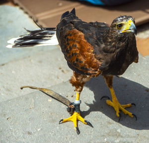 Falcon-bird standing on the ground close up