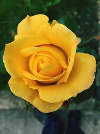 Close-up of yellow rose