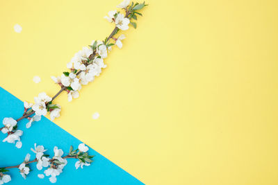 High angle view of flowering plant on table