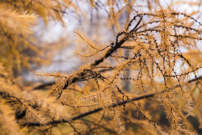 Close-up of tree in forest during autumn