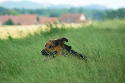 Dog on grassy field