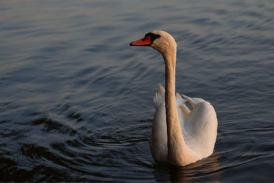 Swan swimming in lake