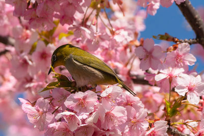 Close-up of cherry blossoms in spring