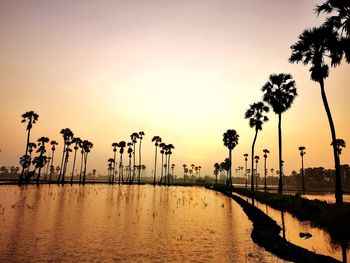 Silhouette palm trees by swimming pool against sky during sunset