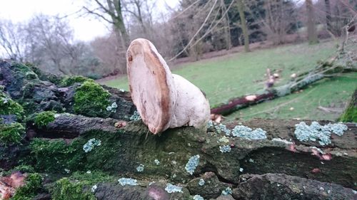 Close-up of damaged tree trunk