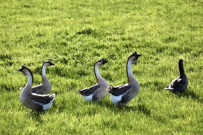 View of birds on grassy field