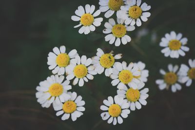 Close-up of yellow daisy flowers