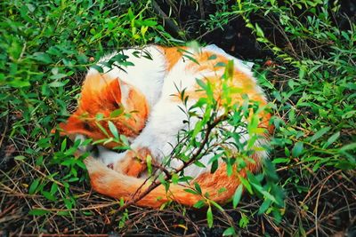 High angle view of orange on field