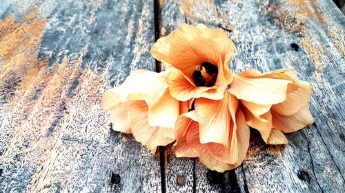 High angle view of butterfly on wood