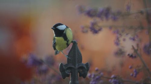 Close-up of bird perching outdoors