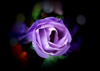 Close-up of purple flower blooming outdoors