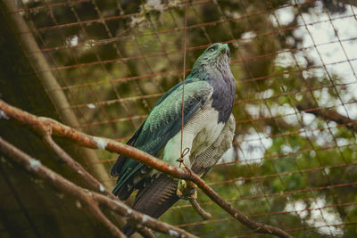Low angle view of bird perching on tree
