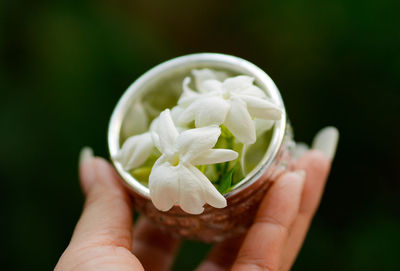 Close-up of cropped hand holding white flowers in container