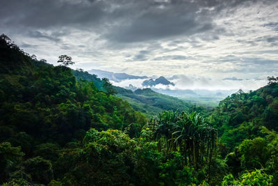 Scenic view of forest against sky