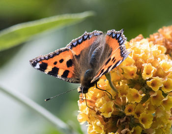 Close-up of butterfly pollinating on flower