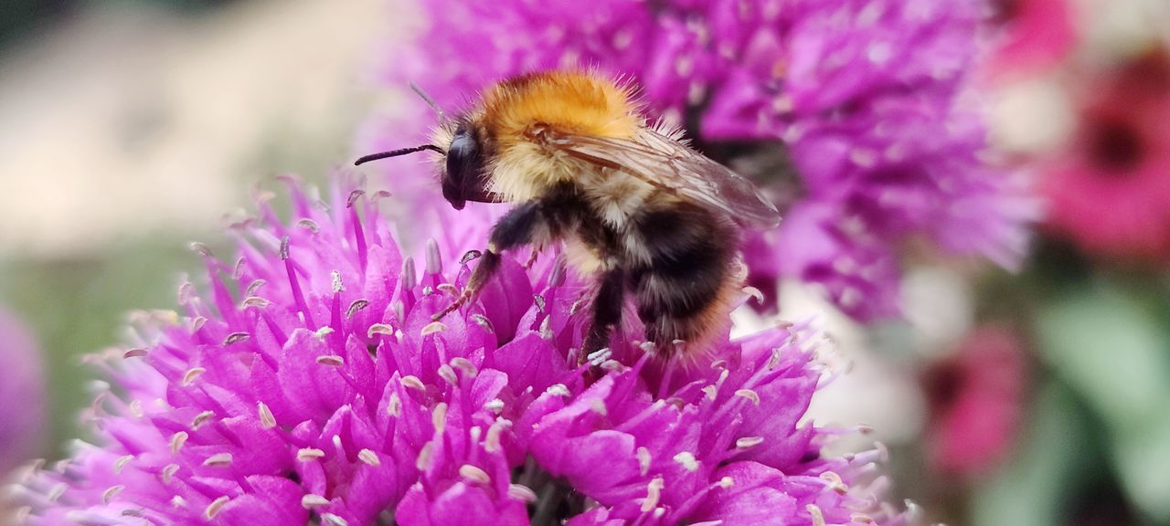 CLOSE-UP OF HONEY BEE POLLINATING ON PURPLE FLOWER