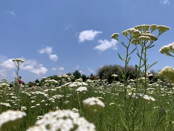 Close-up of flowering plants on field against sky