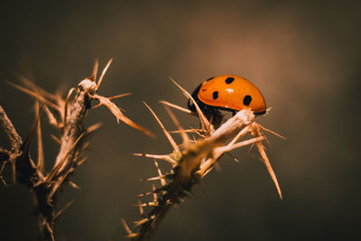 Close-up of ladybug on plant