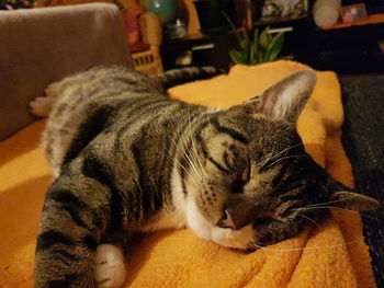 Close-up of a cat resting