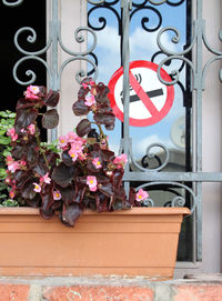 Close-up of red flower pots on window