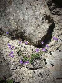 Close-up of purple flowers on rock