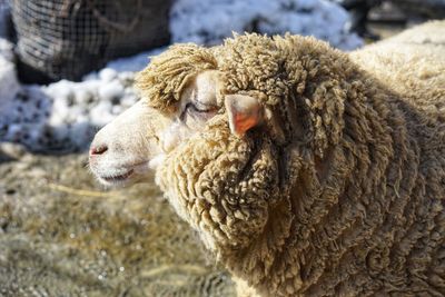 Close-up of an animal