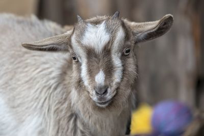 Close-up portrait of goat