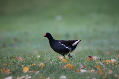 Close-up of bird on field